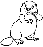 coloriage castor timide